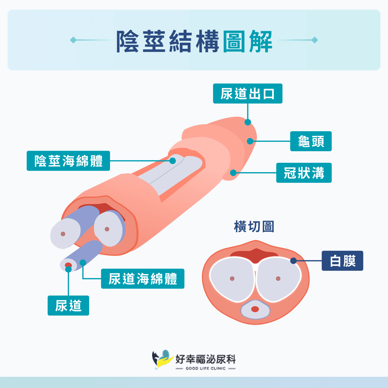 陰莖結構圖解